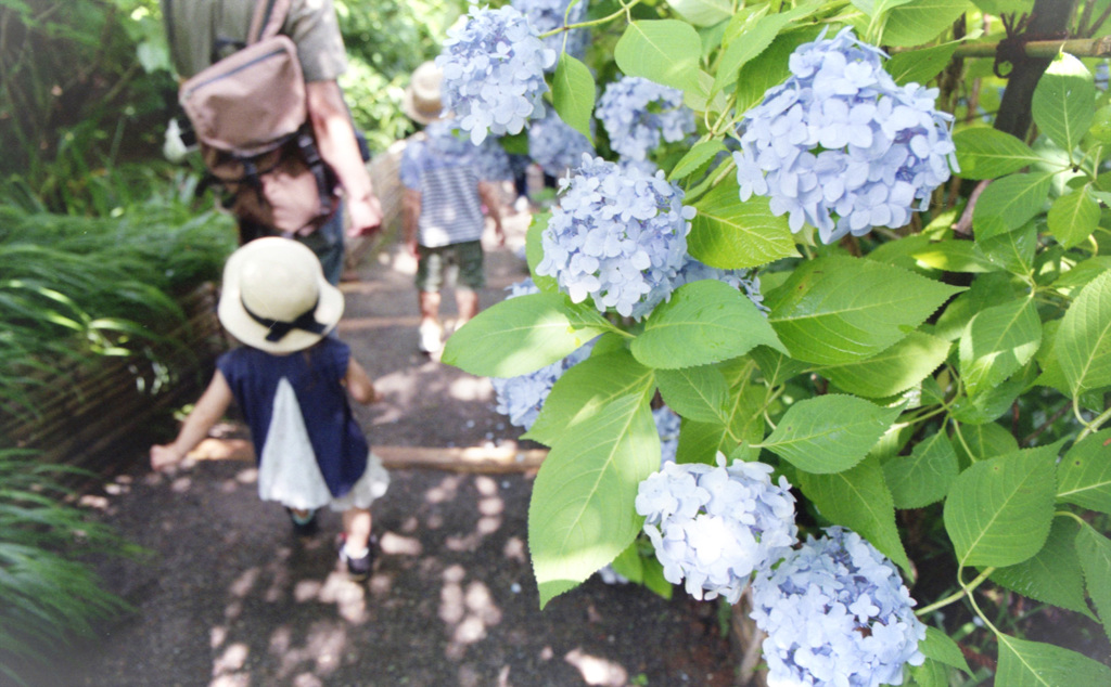 明月院・紫陽花小路