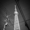 タワー或いはツリーと暮らす街