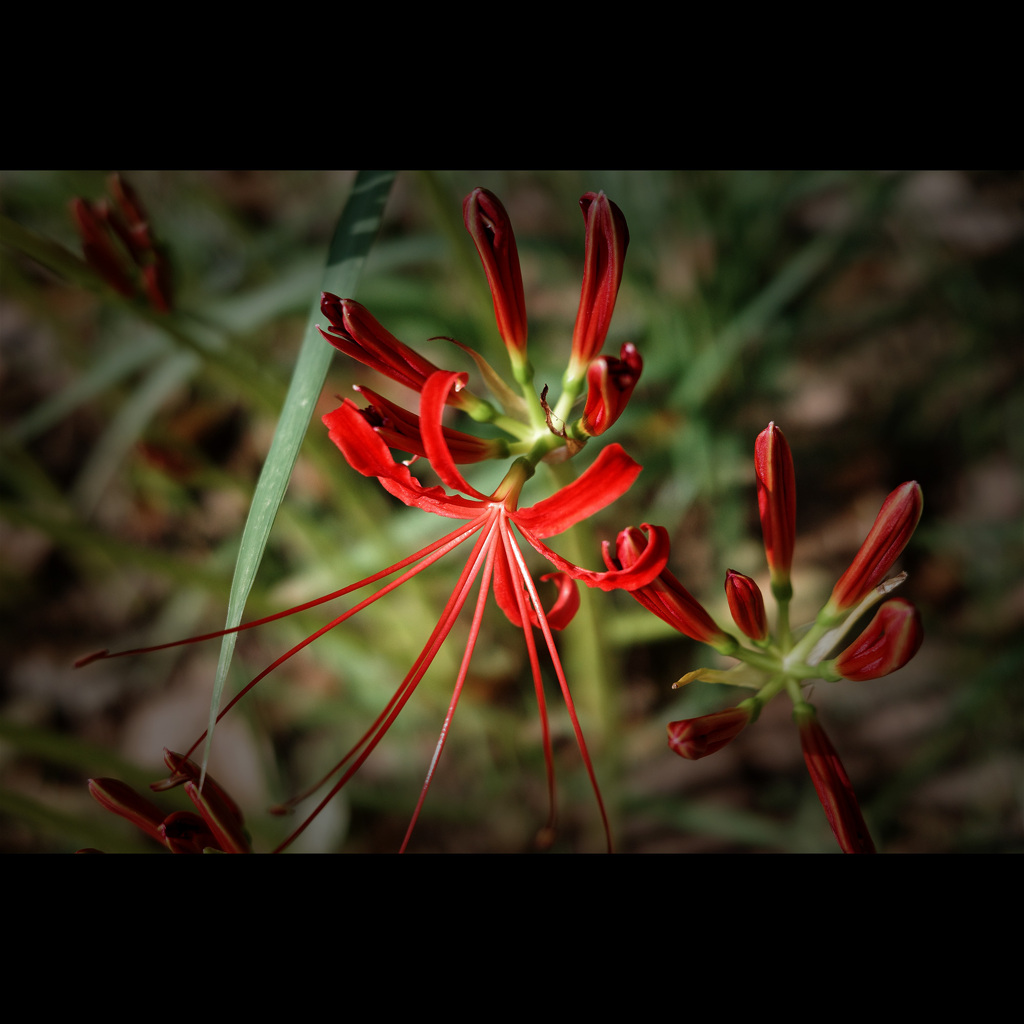 Lycoris