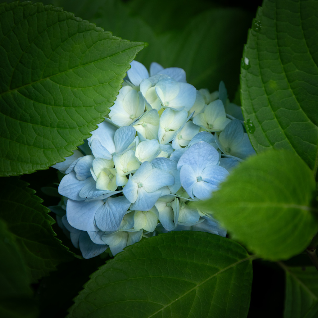 紫陽花の季節になりました