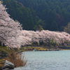 海津大崎の桜