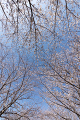 満天の桜
