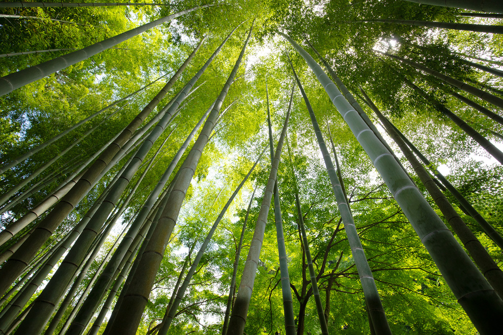 水無月の竹林