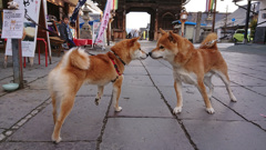 犬に惹かれて善光寺辺り