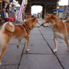犬に惹かれて善光寺辺り