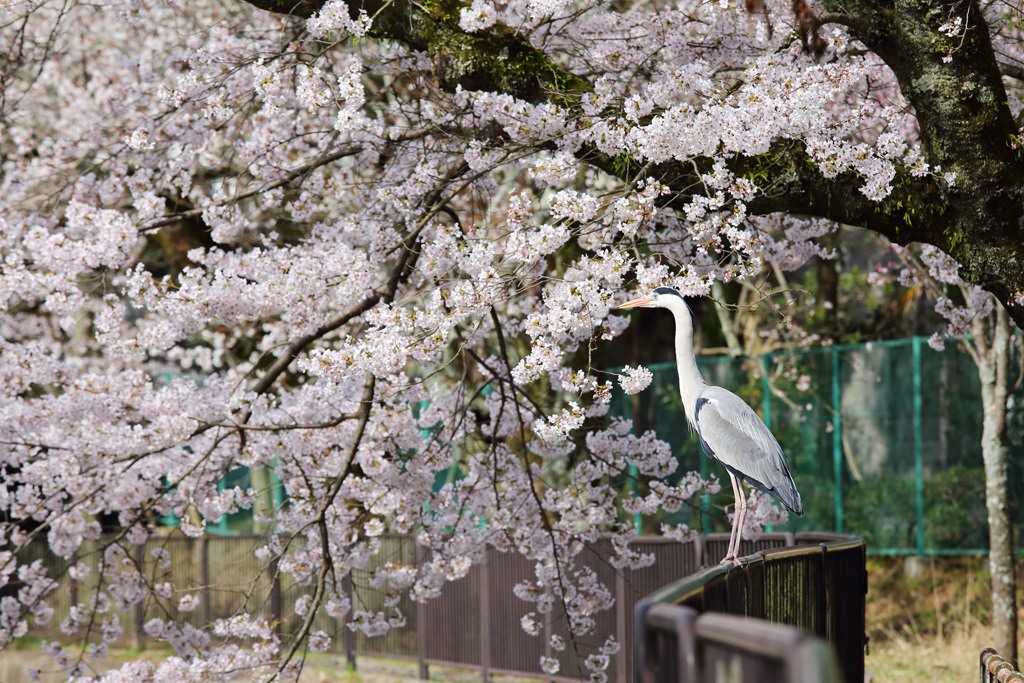 琵琶湖疎水の春。