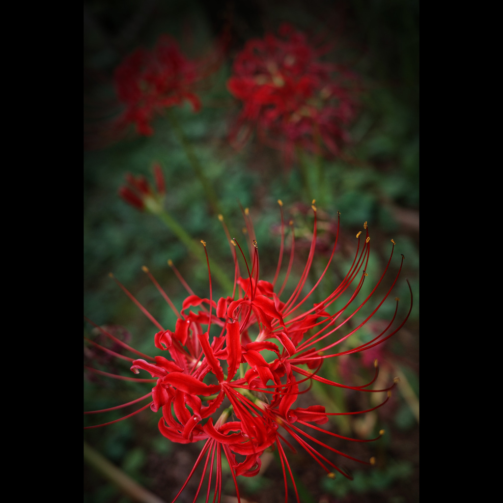 Lycoris