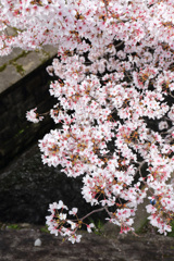 琵琶湖疎水の春。