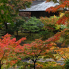 雨の円覚寺～妙香池を望む