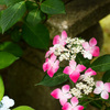 紫陽花と石灯籠