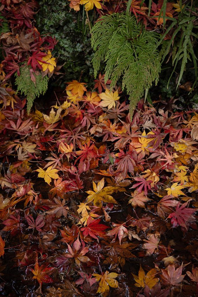 秋色は深まり、やがて沈んでいく。