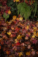 秋色は深まり、やがて沈んでいく。