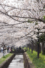 桜花の季節