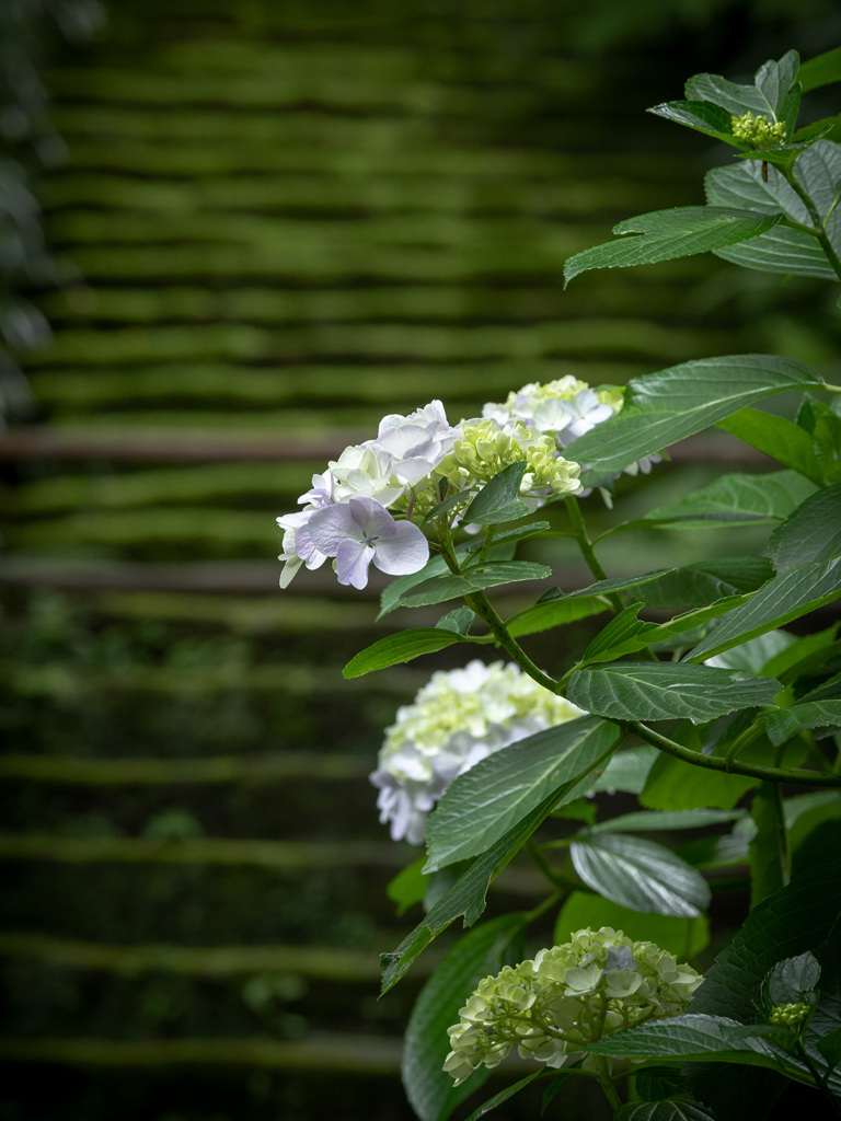 石段と紫陽花