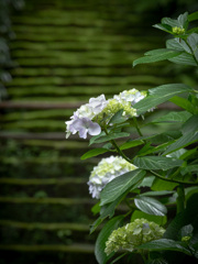 石段と紫陽花
