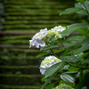 石段と紫陽花