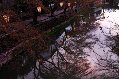 桜色の残照
