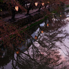 桜色の残照