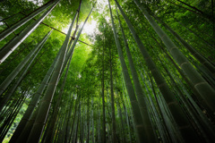 竹の林