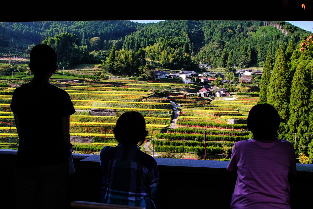 額縁の中の棚田