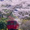 桜のトンネル