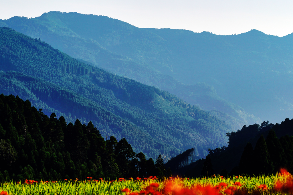 山の彼岸花