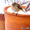 雪の朝の小鳥