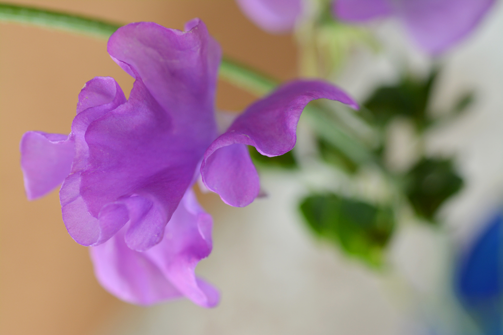 スイトピーの花を求めて。