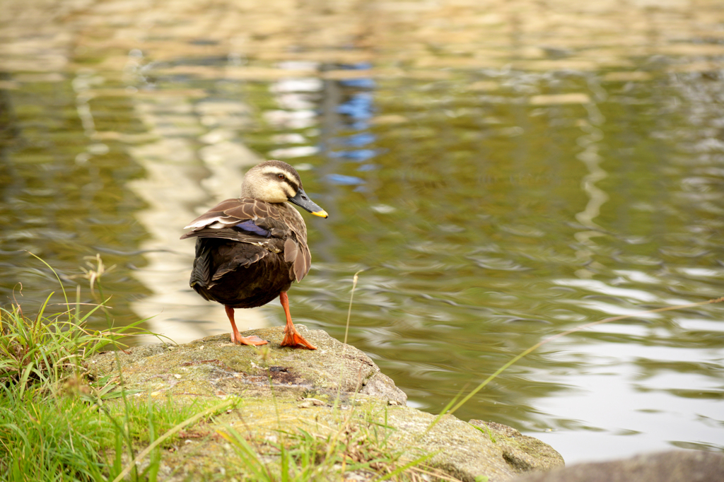 池にたたずむカモ