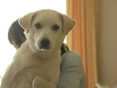 カメラ目線な犬２