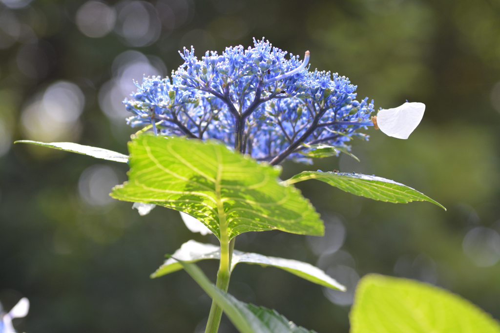 花ビラが1枚だけ