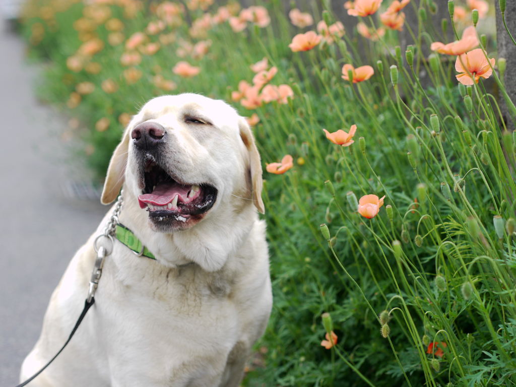 花の側で犬が笑う♪