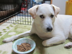 エサを食べない犬
