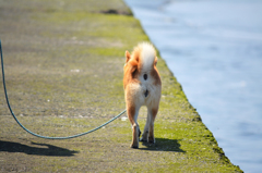 犬の後ろ姿