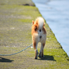 犬の後ろ姿