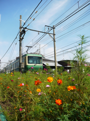 江ノ電がやってきた♪ 江ノ電がやってきた♪