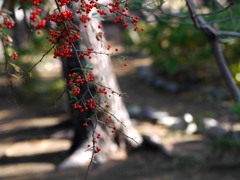 紅の実がが咲いていた・・・