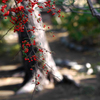 紅の実がが咲いていた・・・