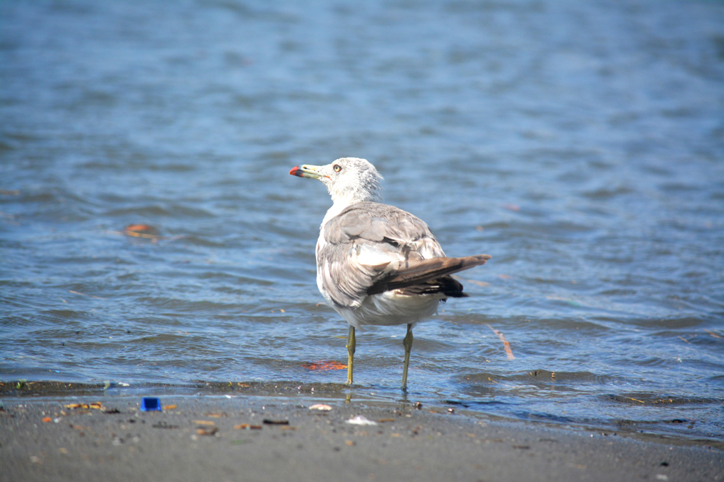 海をみている鳥 By レンコン Id 写真共有サイト Photohito