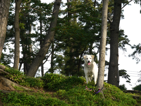 飼い主を待っている犬。