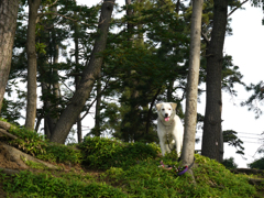 飼い主を待っている犬。
