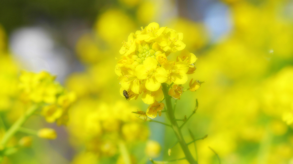 なばなの花に誘われて。
