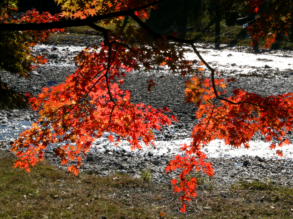 紅葉1