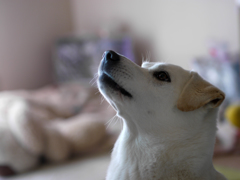 見上げる犬♪