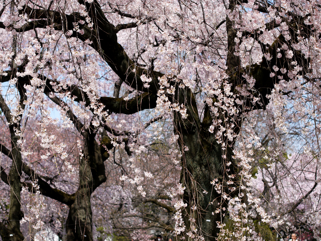 桜満開
