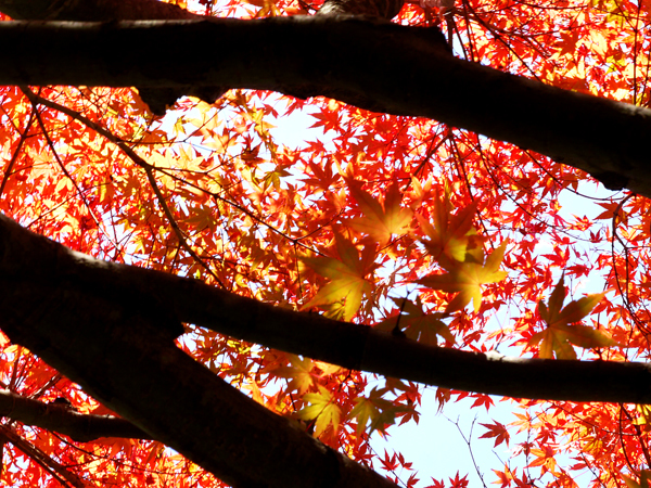 紅葉を探しに。