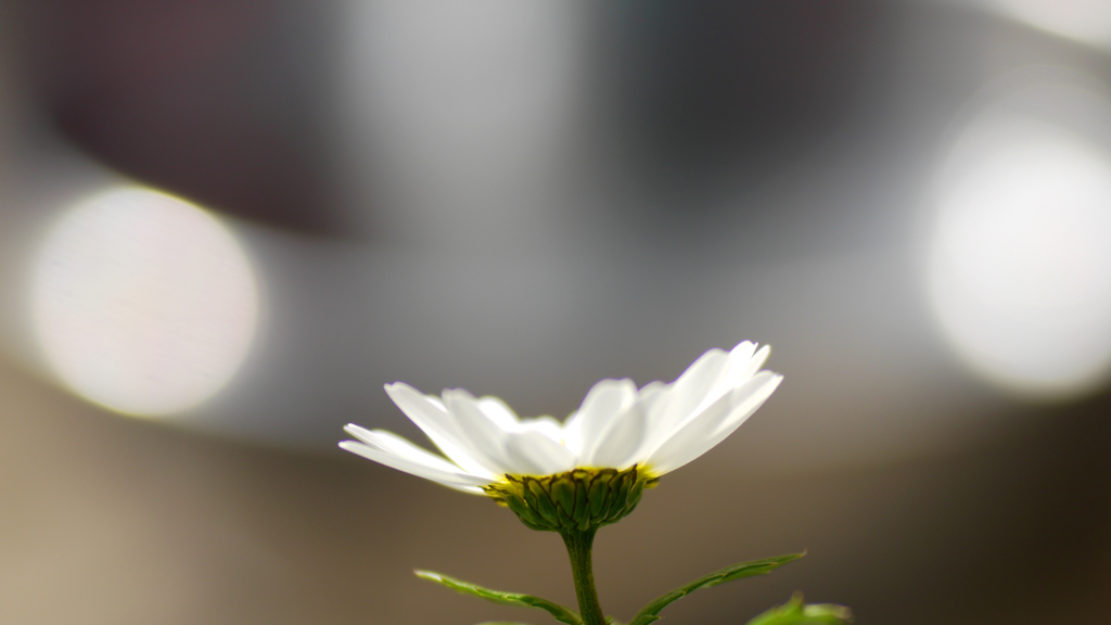 ノースポールの花が咲き２．
