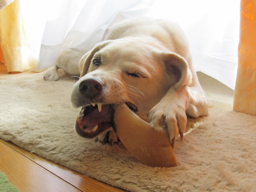 猟奇的な犬･･･