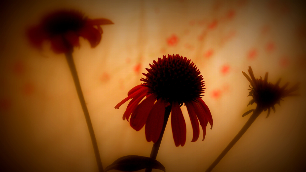 エキナセアの花