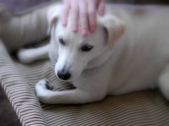 いい子だね。